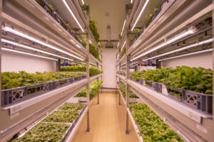 lettus grow indoor farming
