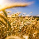 bushel ai crm